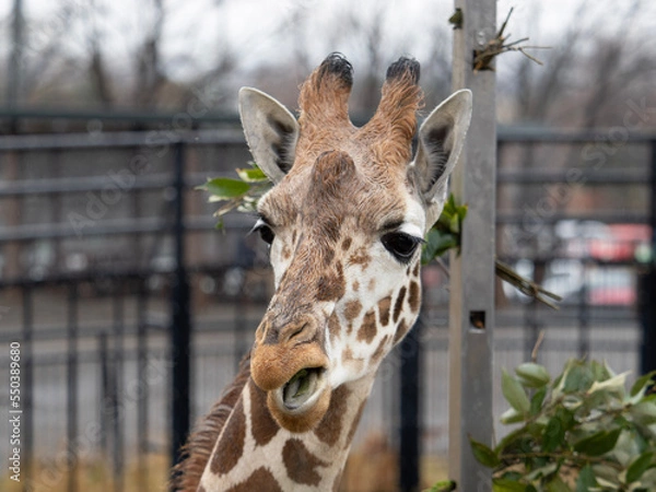Fototapeta portrait of a giraffe