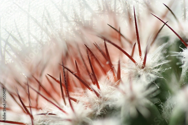 Obraz natural background