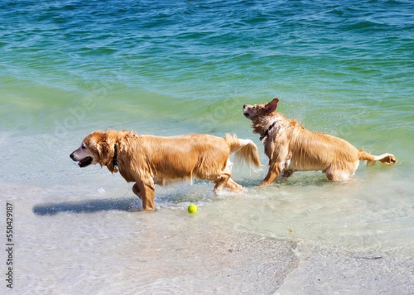 Obraz Golden Retriever  dogs fetching a ball in Boca Ciega Bay at St. Pete Beach, Florida.