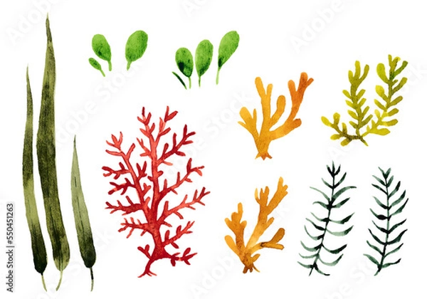 Fototapeta 海藻と水草2