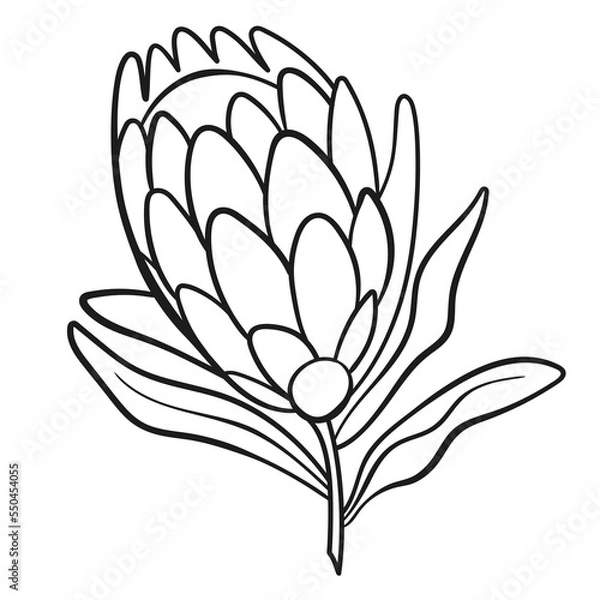 Obraz Vector line black illustration graphics flower protea. One black line.