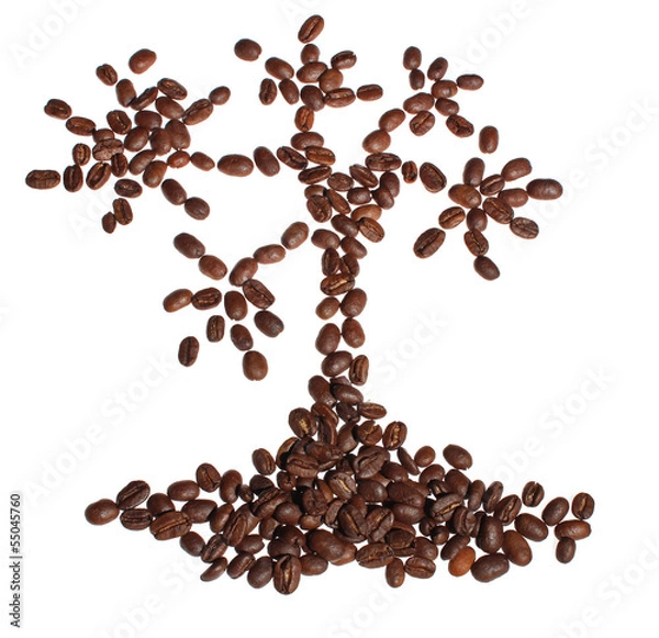 Fototapeta Tree of coffee, isolated on white with copy space