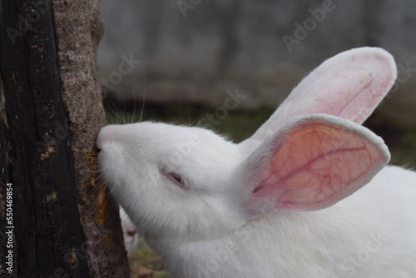 Obraz A cute and unique white rabbit that is definitely suitable to be kept
