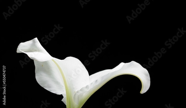 Obraz Bewitching flowers on black background