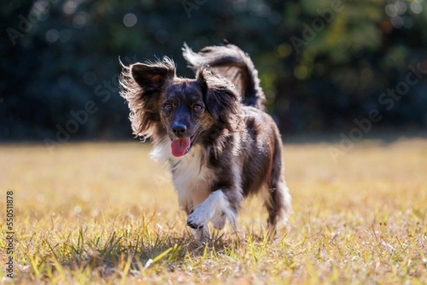 Obraz 芝の上を歩くチワックスの犬