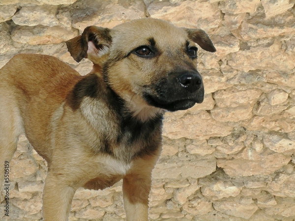 Obraz Stone wall puppy