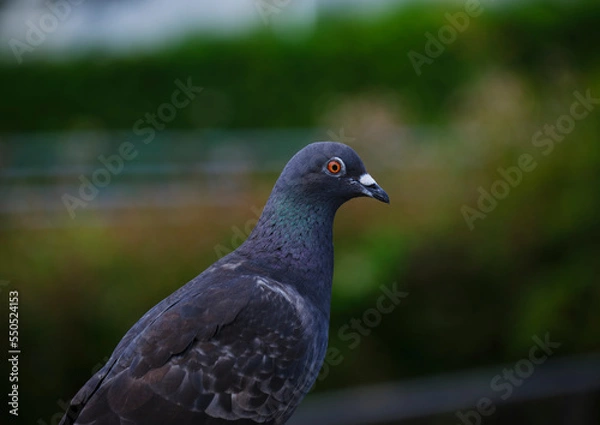 Obraz 風景素材　可愛い鳩のポートレート