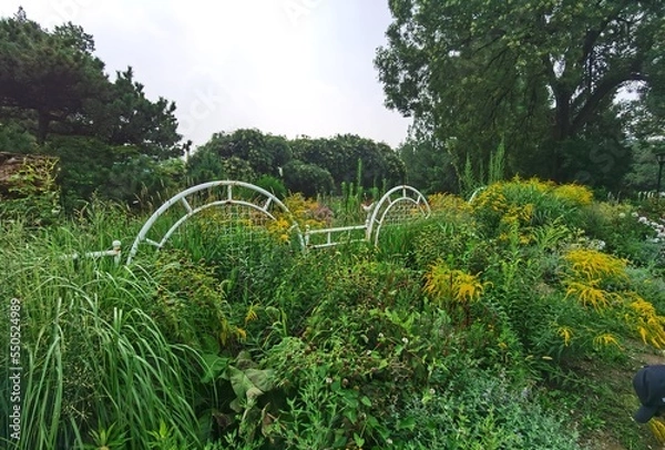 Obraz plants and flowers