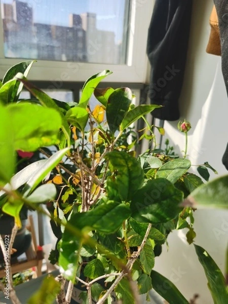 Obraz plants and flowers