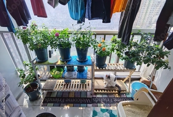 Obraz plants and flowers