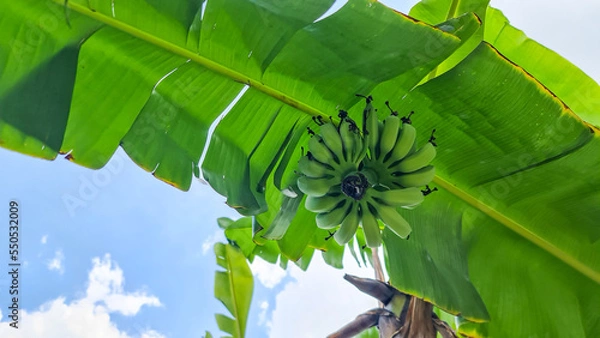 Obraz banana on tree with sky