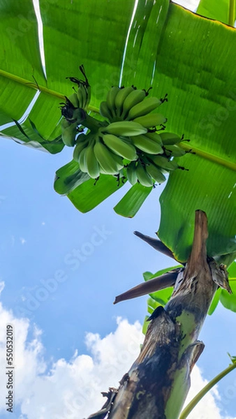 Obraz banana on tree with sky