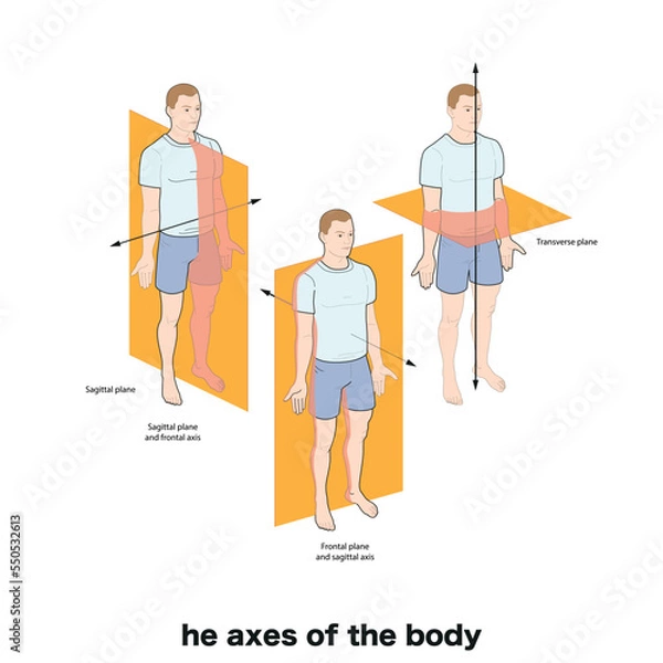Fototapeta Anatomical planes of the body, Anatomical planes of sections, showing the sagittal, coronal and transverse planes from the female body