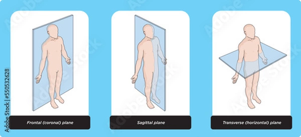 Fototapeta Anatomical planes of the body, Anatomical planes of sections, showing the sagittal, coronal and transverse planes from the female body