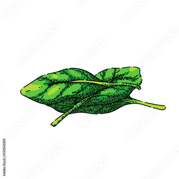 Fototapeta spinach leaf green hand drawn vector. salad fresh, food plant, vegetable leaves, organic bunch, lettuce pile, raw , meal spinach leaf green sketch. isolated color illustration