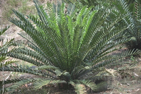 Fototapeta Ornamental plant Encephalartos is a genus of cycad native to Africa. Several species of Encephalartos are commonly referred to as bread trees, bread palms or kaffir bread