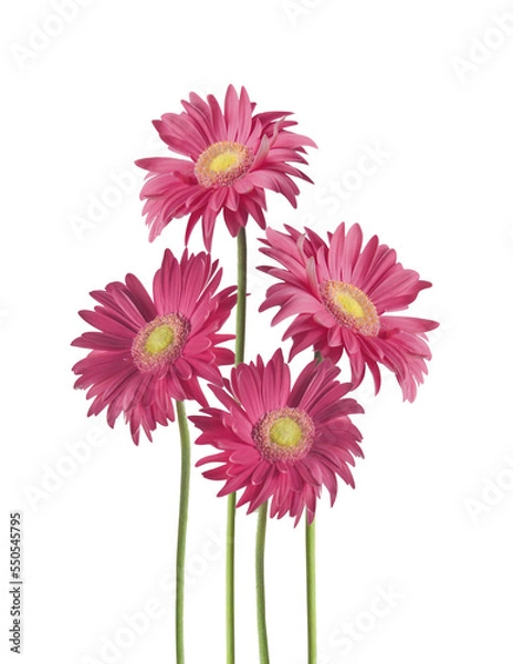 Fototapeta Isolated of pretty pink Gerbera daisy flowers bunch