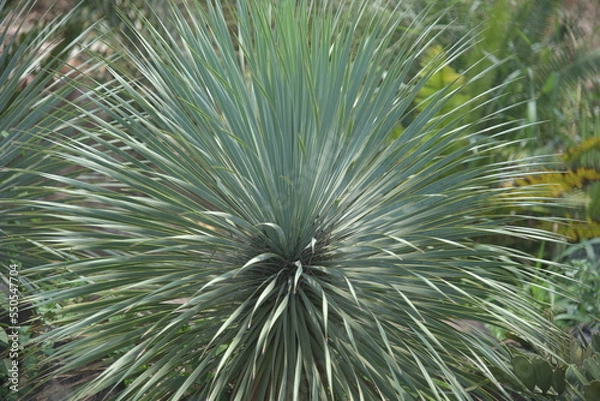 Fototapeta Yucca rostrata  also called beaked yucca, is a tree like plant belonging to the genus Yucca