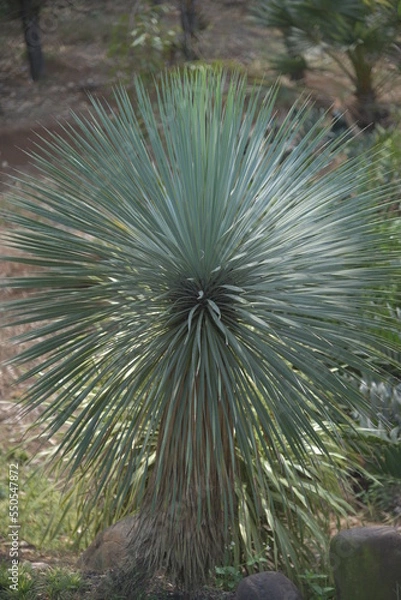 Fototapeta Yucca rostrata  also called beaked yucca, is a tree like plant belonging to the genus Yucca