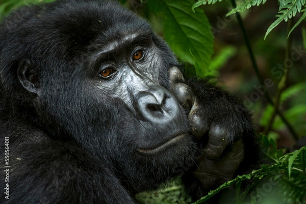 Obraz Mountain gorilla (Gorilla beringei beringei). Bwindi Impenetrable Forest. Uganda