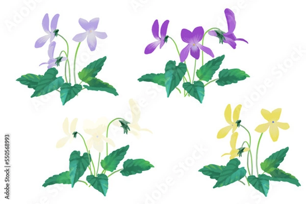 Obraz 細長い葉をもつスミレ ベクターイラスト 水彩風