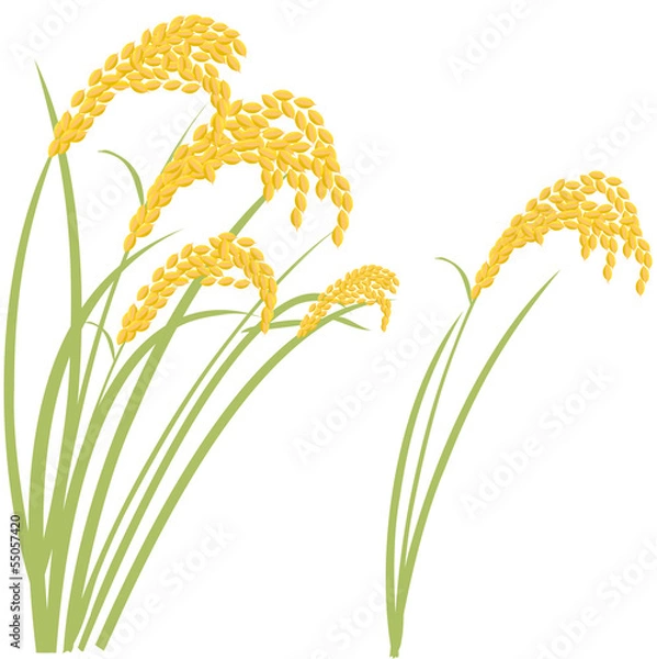 Obraz 稲穂　秋　収穫　米