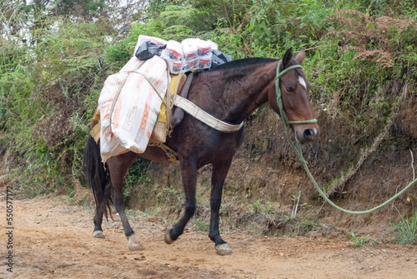 Obraz caballo arriero colombiano