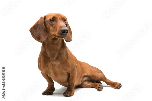 Fototapeta red dachshund dog isolated over white background.