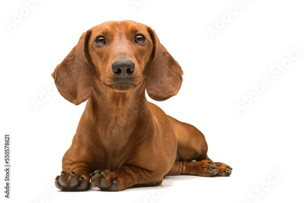 Obraz red dachshund dog isolated over white background.