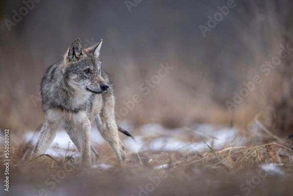 Obraz wilk wolf canis lupus