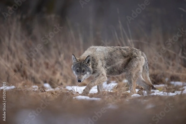 Obraz wilk wolf canis lupus