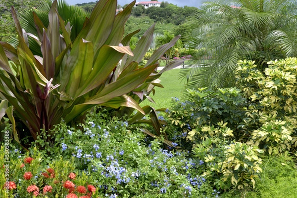 Obraz Tropical garden