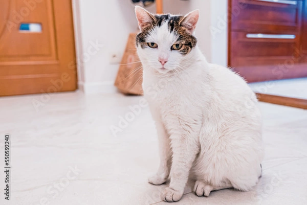 Obraz Kot dachowiec biały