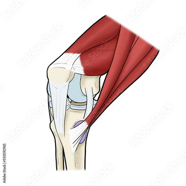 Obraz 무릎관절 일러스트