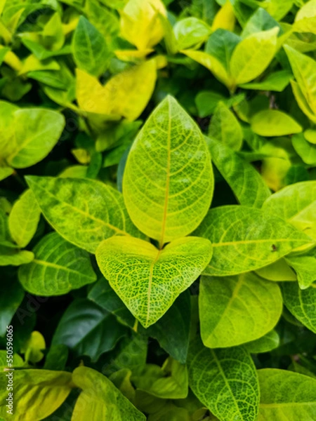 Obraz a bunch of pseuderanthemum leaves