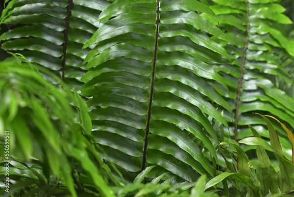 Obraz Ferns