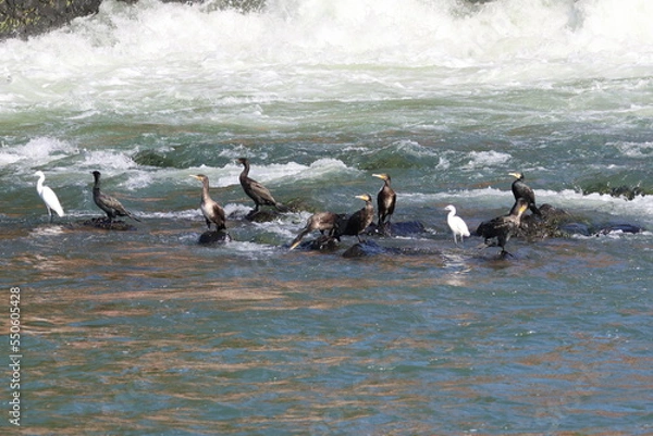 Fototapeta 宇治市　宇治川の水鳥