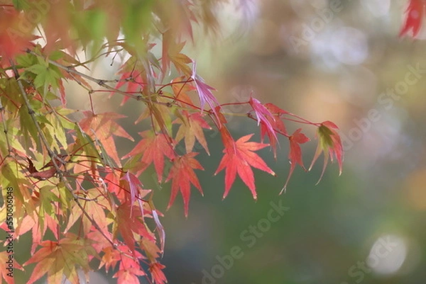 Fototapeta 奈良公園の綺麗な紅葉