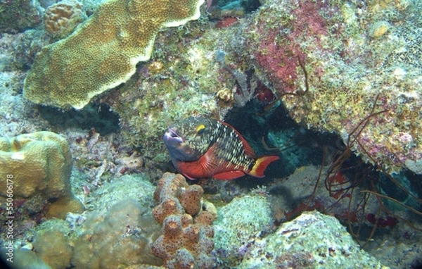 Obraz Stoplight Parrotfish (Intermediate Phase) on the reef