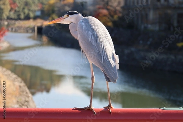 Fototapeta 警戒するアオサギ