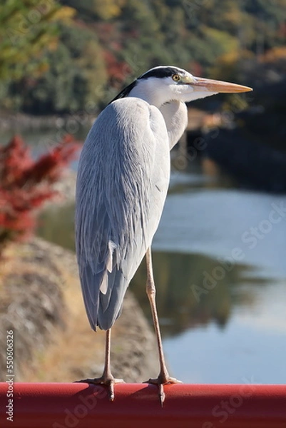 Fototapeta 近寄っても逃げない鳥