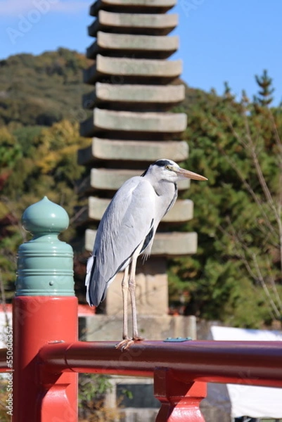 Fototapeta 街で見かけた鳥