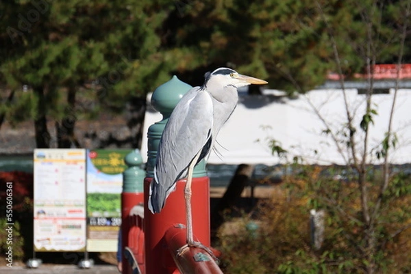 Fototapeta 近寄っても逃げないアオサギ