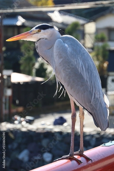 Fototapeta 綺麗なアオサギ