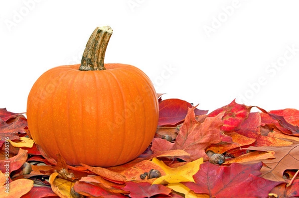 Obraz Pumpkin, leaves and acorns isolated on white