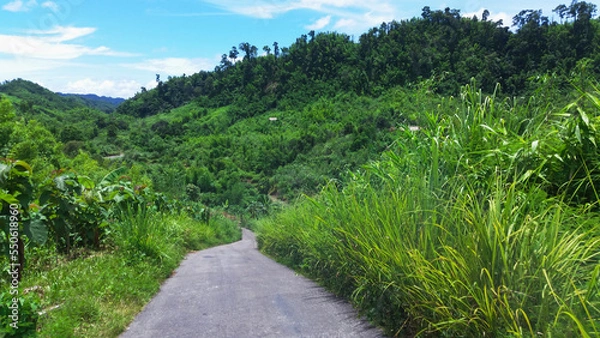 Obraz Empty mountain road or street display with nature around.Road to the great mountain at Sajek, khagrachari district, Bangladesh