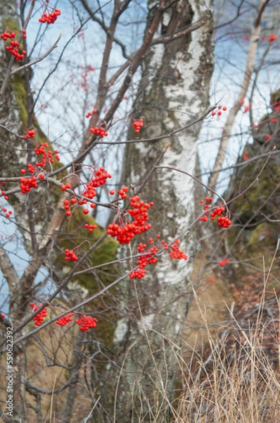 Fototapeta red berries in winter