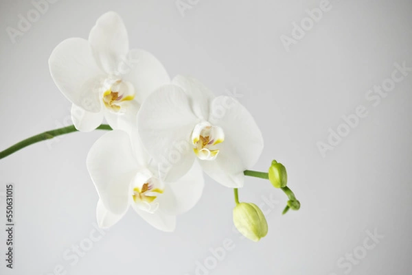 Fototapeta White orchid flowers