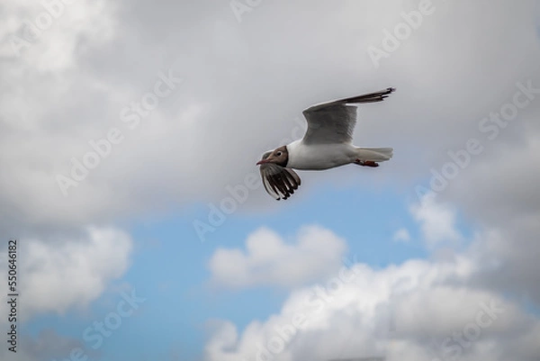 Obraz seagull flying in the sky