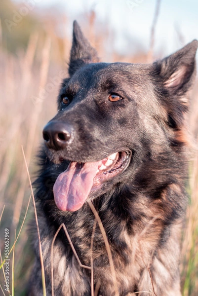 Obraz german shepherd dog 